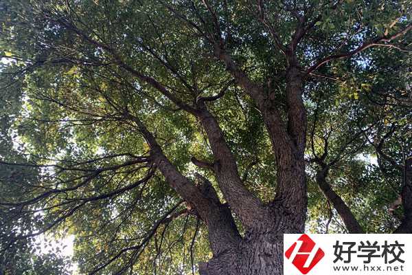 湖南省商業(yè)職業(yè)中專學校在哪里？升學就業(yè)怎么樣？