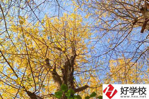 衡陽市瀟湘衛(wèi)生中等專業(yè)學(xué)校的專業(yè)就業(yè)方向如何？