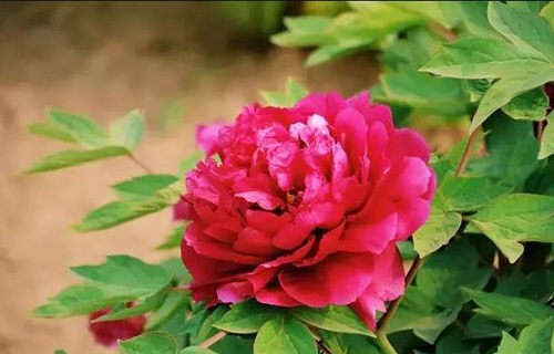 菏澤醫(yī)學(xué)?？茖W(xué)校
