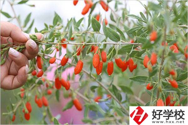 在湘西學中草藥栽培怎么樣？開設此專業(yè)的學校有哪些？
