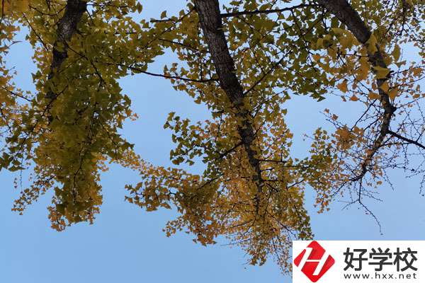 株洲有哪些比較好的中專學(xué)校？
