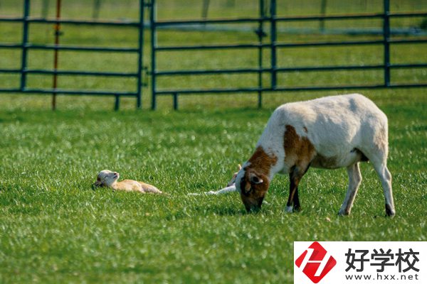 張家界旅游學校的優(yōu)勢在哪里？
