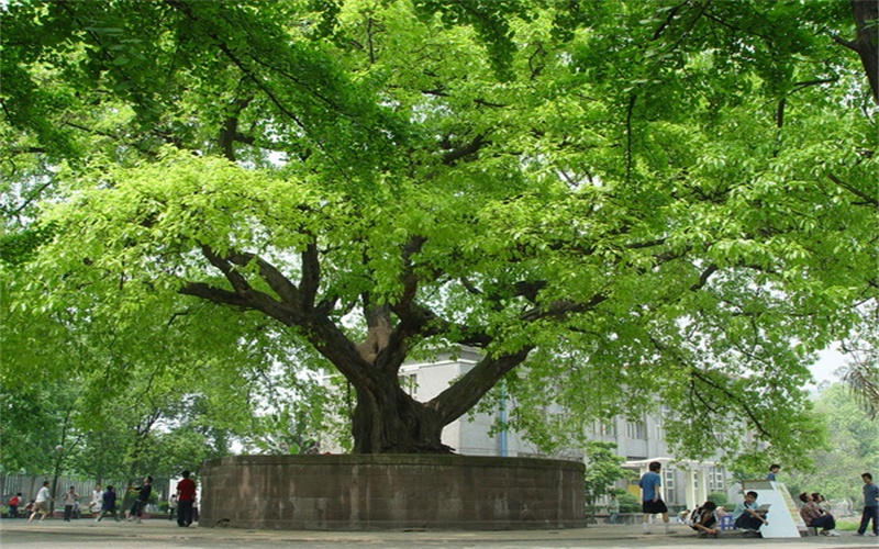2024年廣東省高州農(nóng)業(yè)學(xué)校有哪些專(zhuān)業(yè)